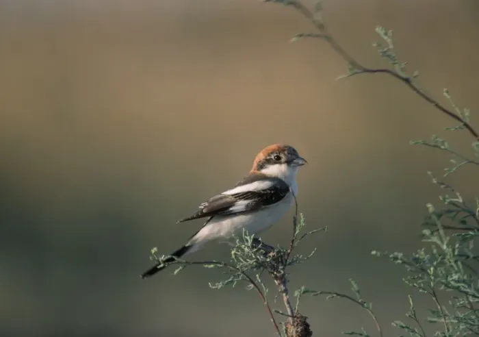 Framed Print : Woodchat Shrike Framed Print : Woodchat Shrike