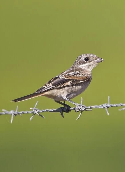 Woodchat Shrike - juvenile - Andalucia - Spain - September