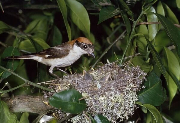 Woodchat Shrike - at nest with young