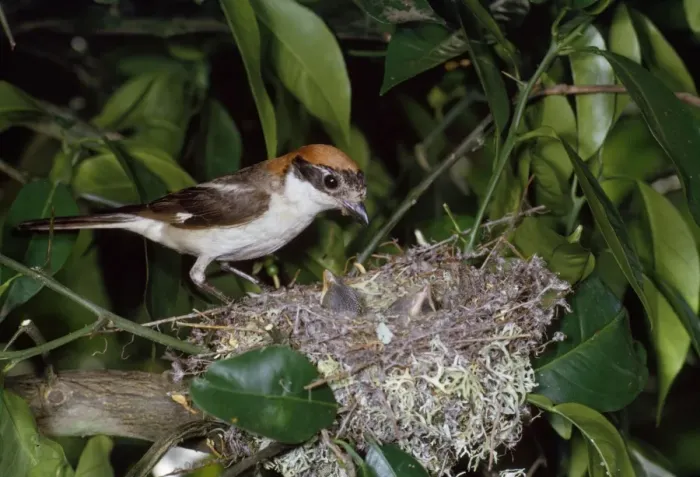 Framed Print : Woodchat Shrike - at nest with young Framed Print : Woodchat Shrike - at nest with young