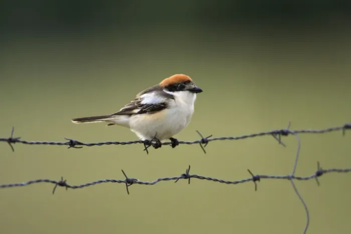 Framed Print : Woodchat Shrike - sitting on barbed wire fence, Alentejo, Portugal Framed Print : Woodchat Shrike - sitting on barbed wire fence, Alentejo, Portugal