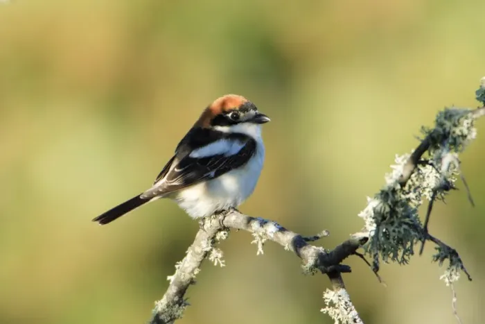Framed Print : Woodchat Shrike - sitting on lichen covered branch, Alentejo, Portugal Framed Print : Woodchat Shrike - sitting on lichen covered branch, Alentejo, Portugal