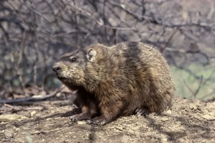 Framed Print : Woodchuck / Ground Hog Framed Print : Woodchuck / Ground Hog