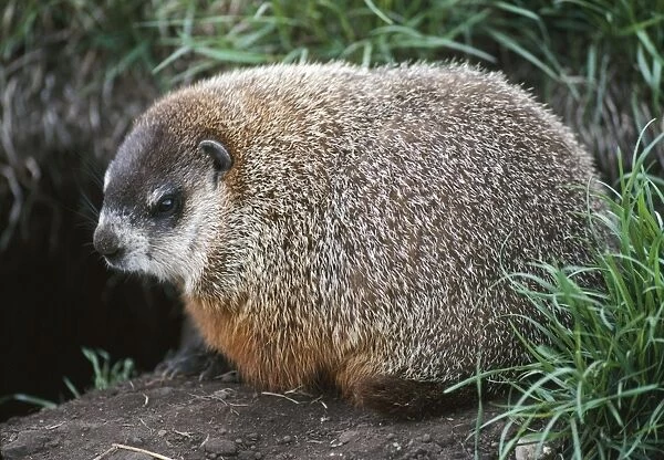 Woodchuck  /  Groundhog Canada