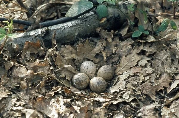 Woodcock nest with 4 eggs