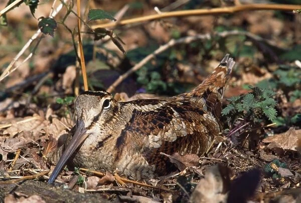 Woodcock - on nest