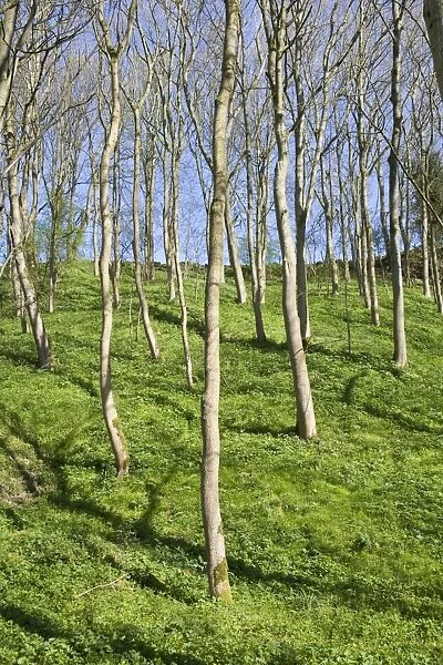 Wooded Valley in Spring Peak District Derbyshire UK