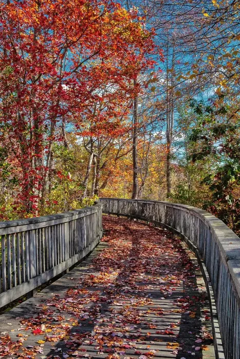 Framed Print : Wooden boardwalk in the autumn Date: 26-10-2019 Framed Print : Wooden boardwalk in the autumn Date: 26-10-2019