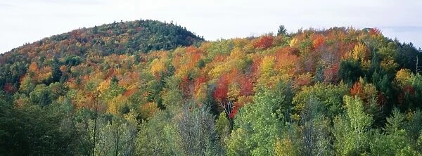 Woodland - Autumn colours, Green Mountain National Forest, Vermont, New England, USA