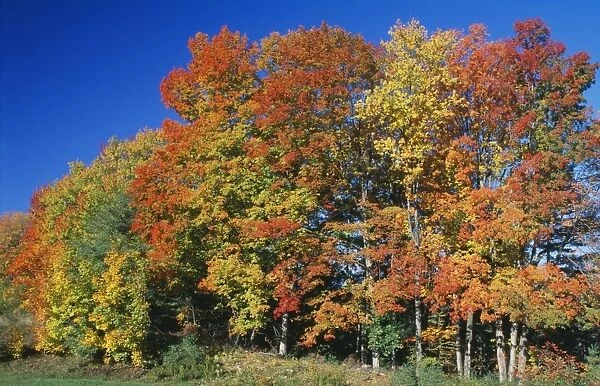WOODLAND Autumn colours, Vermont (Print #8183094). Framed Photos