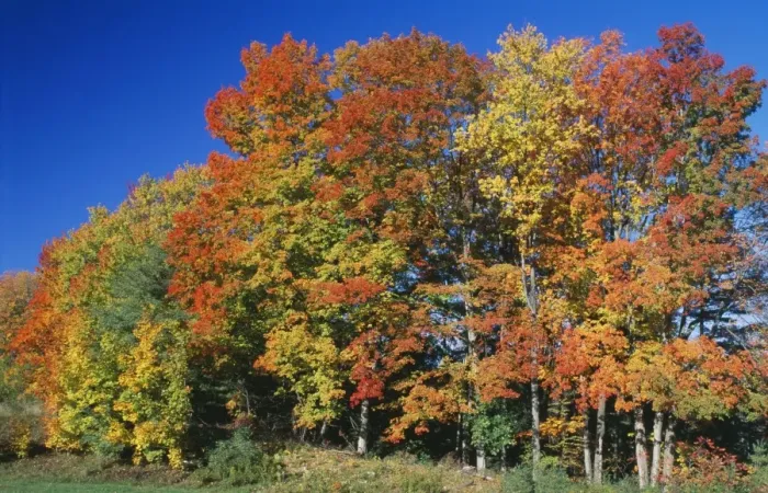 Framed Print : Woodland - Autumn colours, Vermont, New England, USA