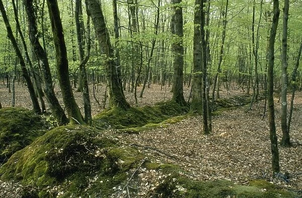 Woodland - boundry banks & ditch within woodland. New Forest, Hampshire, UK