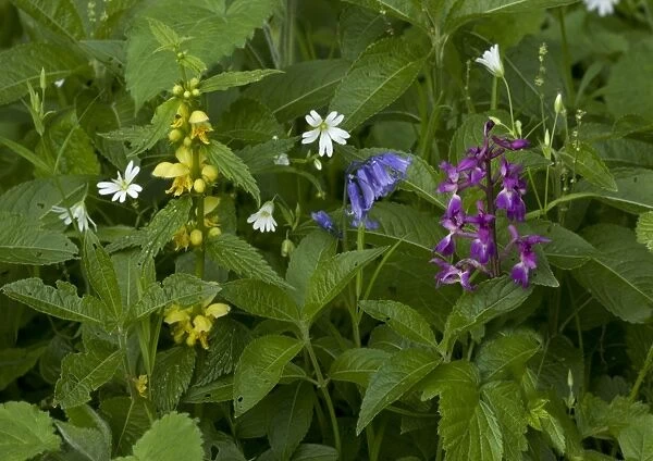 Woodland flowers in spring: greater stitchwort (Stellaria holostea), yellow archangel (Lamiastrum galeobdolon), bluebell (Hyacinthoides non-scriptus) and early purple orchid (Orchis mascula)