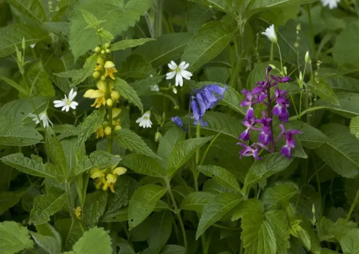 Framed Print : Woodland flowers in spring: greater stitchwort (Stellaria holostea), yellow archangel (Lamiastrum galeobdolon), bluebell (Hyacinthoides non-scriptus) and early purple orchid (Orchis mascula) Framed Print : Woodland flowers in spring: greater stitchwort (Stellaria holostea), yellow archangel (Lamiastrum galeobdolon), bluebell (Hyacinthoides non-scriptus) and early purple orchid (Orchis mascula)
