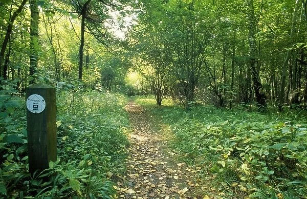 Woodland Footpath - in nature reserve Chilterns, UK