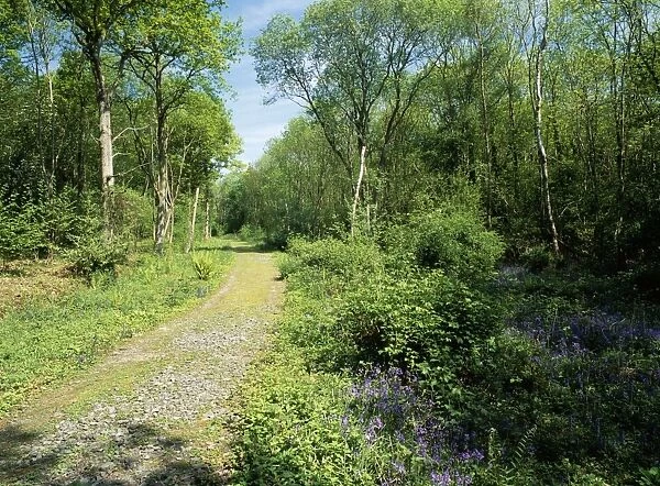 Woodland - Snitterfield bushes reserve in spring. Warwickshire, UK
