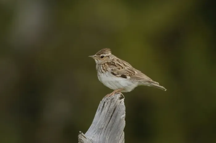 Framed Print : Woodlark - adult, May Framed Print : Woodlark - adult, May