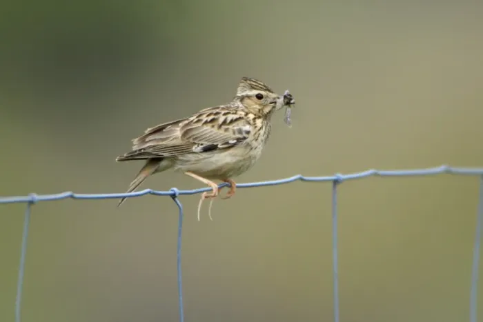 Framed Print : Woodlark - on fence, showing hind claws or spurs, Alentejo, Portugal Framed Print : Woodlark - on fence, showing hind claws or spurs, Alentejo, Portugal