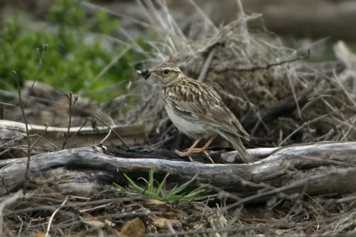 Framed Print : Woodlark - with food in beak, Extremadura, Spain Framed Print : Woodlark - with food in beak, Extremadura, Spain