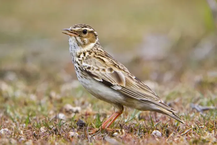 Framed Print : Woodlark - on the ground - Suffolk Framed Print : Woodlark - on the ground - Suffolk