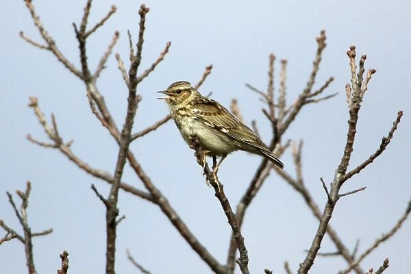 Woodlark - singing from tree, Extremadura, Spain