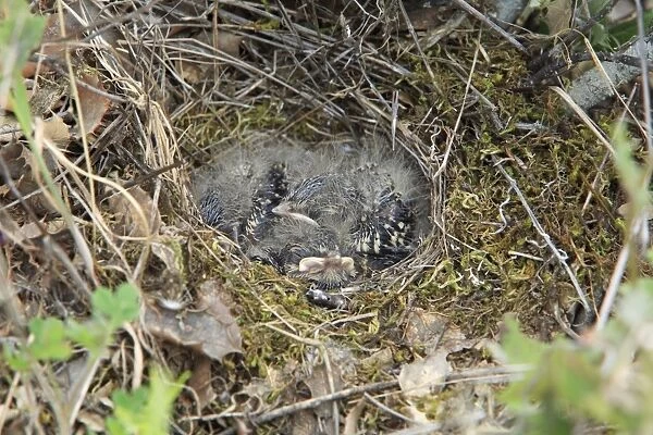 Woodlark - young chicks in nest, Alentejo, Portugal