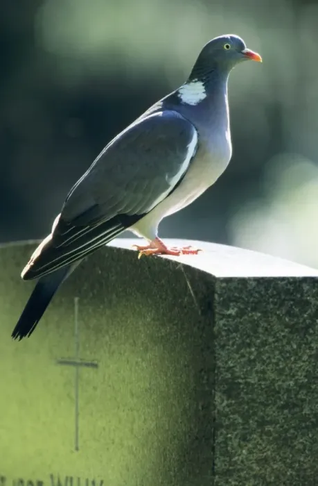 Framed Print : Woodpigeon - Adult sitting on gravestone Framed Print : Woodpigeon - Adult sitting on gravestone