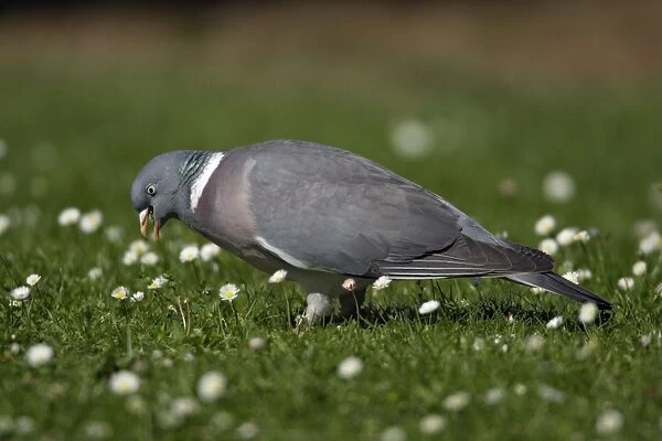 Woodpigeon - Eating clover on garden lawn Lower Saxony, Germany