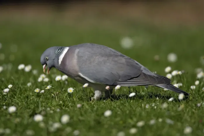 Framed Print : Woodpigeon - Eating clover on garden lawn Lower Saxony, Germany Framed Print : Woodpigeon - Eating clover on garden lawn Lower Saxony, Germany