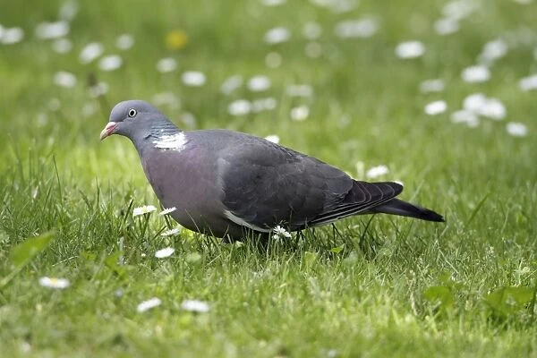 Woodpigeon - feeding on lawn - Hessen- Germany