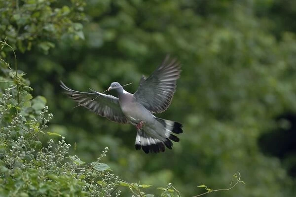 Woodpigeon - In flight carrying twig