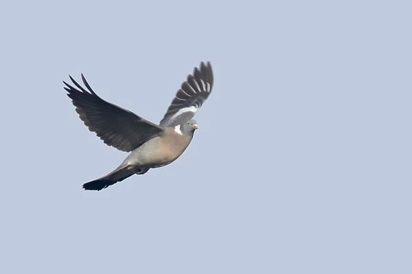 Woodpigeon - In Flight Columba palumbus Severn Valley Gloucestershire, UK BI013123