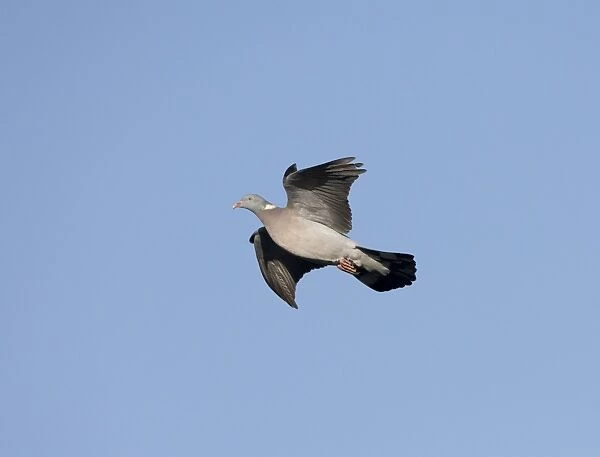 Woodpigeon - In flight, Norfolk UK