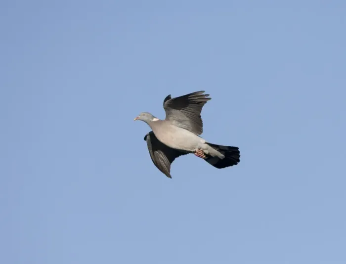 Framed Print : Woodpigeon - In flight, Norfolk UK Framed Print : Woodpigeon - In flight, Norfolk UK