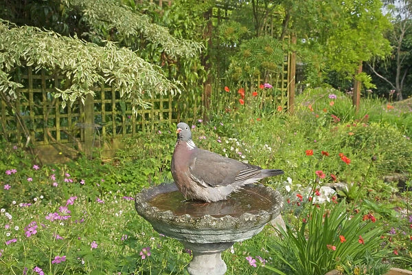 Woodpigeon - in garden bird bath - Essex - UK BI019314