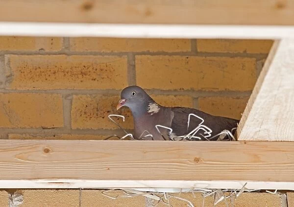 Woodpigeon – on nest constructed from brick ties taken from building site Bedfordshire UK 004871