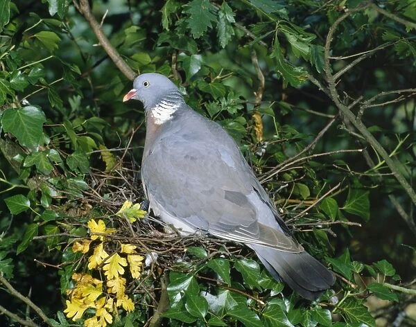 Woodpigeon - At nest in Ivy colvered tree. Sussex, UK