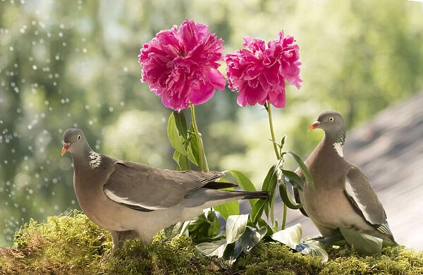 two woodpigeon with peony flowers