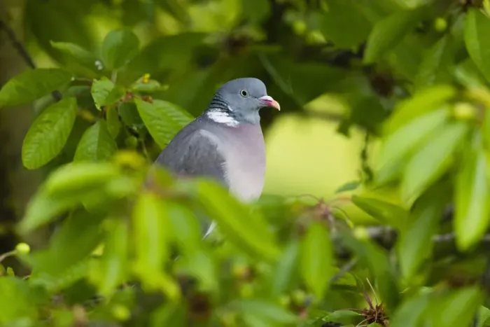 Framed Print : Woodpigeon, perched amongst cherry tree leaves, in the rain, resting with raindrops on festhers, Hessen, Germany Framed Print : Woodpigeon, perched amongst cherry tree leaves, in the rain, resting with raindrops on festhers, Hessen, Germany