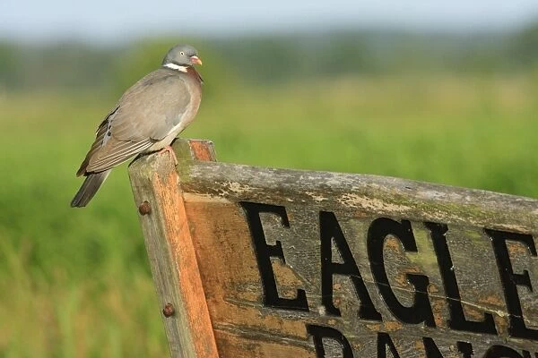 Woodpigeon - perched on wooden sign, Texel, Holland