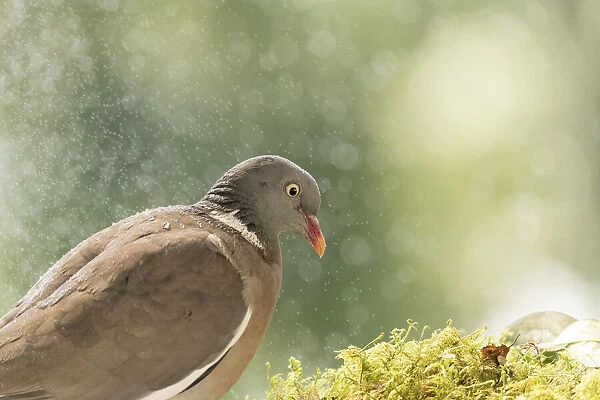 woodpigeon stand in the rain