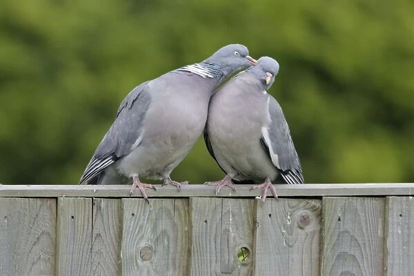 Woodpigeons - Pair practising mutual preening on garden fence Sussex England