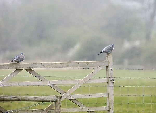 Woodpigeons – resting on gate Norfolk UK 004287