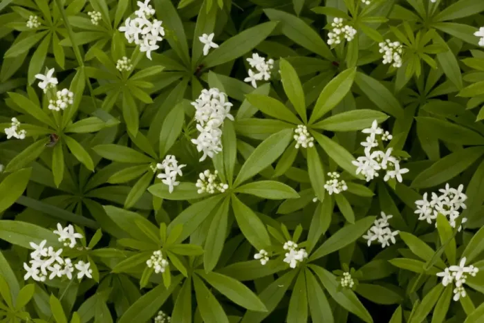 Framed Print : Woodruff in flower (Galium (Asperula) odoratum). Woodland in Dorset