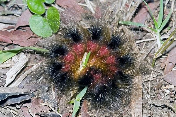 Woolly Bear - caterpillar rolled up in self defence (Tri-coloured Tiger Moth) Grahamstown - Eastern Cape - South Africa