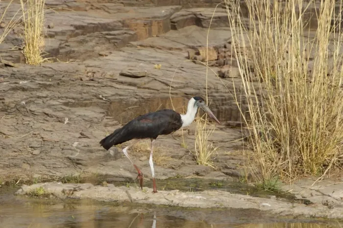 Framed Print : Woolly-necked stork - Ranthambhore Framed Print : Woolly-necked stork - Ranthambhore