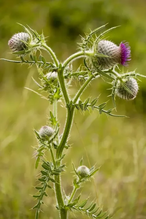 Framed Print : Woolly Thistle - in flower, on limestone, Dorset Framed Print : Woolly Thistle - in flower, on limestone, Dorset