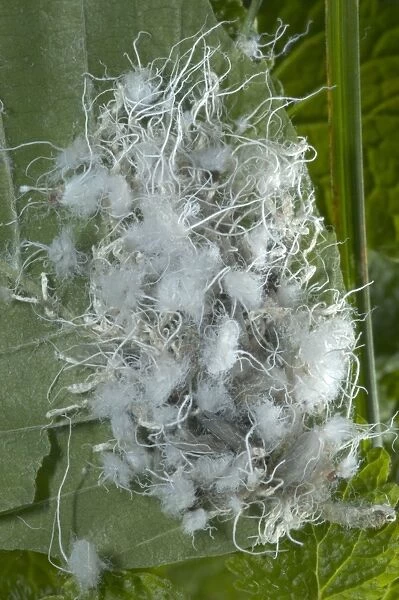 Wooly Aphids - Family Eriosomatidae - Order Homoptera - Produce large amounts of wooly or waxy material that may nearly or completely cover the body particularly in nymphal stages. New York, USA