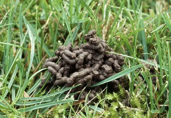 Worm Cast Among grass