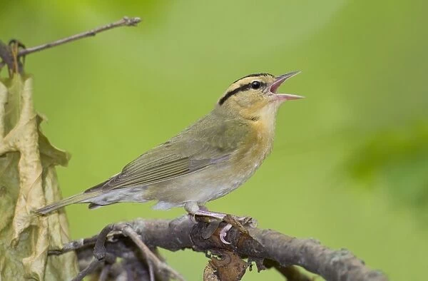 Worm-eating Warbler - singing - spring - Connecticut - USA